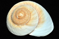 大王鱉甲蝸牛藏品圖，第3張