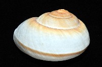 大王鱉甲蝸牛藏品圖，第4張