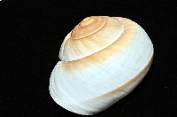 大王鱉甲蝸牛藏品圖，第5張