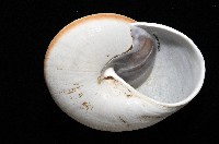 大王鱉甲蝸牛藏品圖，第6張