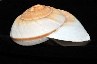 大王鱉甲蝸牛藏品圖，第7張