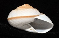 大王鱉甲蝸牛藏品圖，第8張