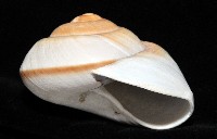 大王鱉甲蝸牛藏品圖，第9張