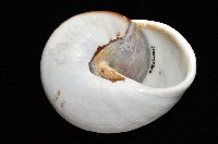 大王鱉甲蝸牛藏品圖，第10張