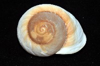 大王鱉甲蝸牛藏品圖，第11張