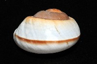 大王鱉甲蝸牛藏品圖，第12張