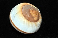大王鱉甲蝸牛藏品圖，第13張