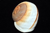 大王鱉甲蝸牛藏品圖，第14張