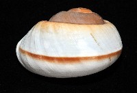 大王鱉甲蝸牛藏品圖，第15張