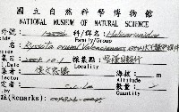大王鱉甲蝸牛藏品圖，第16張