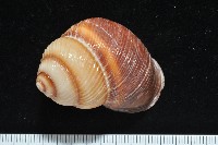 南亞蝸牛之一種藏品圖，第3張