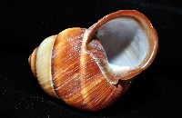 南亞蝸牛之一種藏品圖，第7張