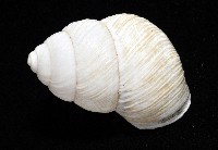 南亞蝸牛之一種藏品圖，第17張