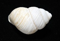 南亞蝸牛之一種藏品圖，第18張