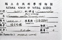 南亞蝸牛之一種藏品圖，第20張