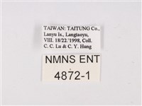 曲波紋灰蝶藏品圖，第3張
