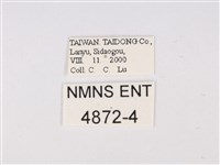 曲波紋灰蝶藏品圖，第3張