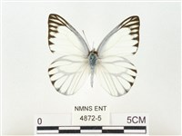 鑲邊尖粉蝶藏品圖，第1張