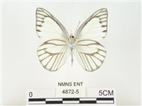 鑲邊尖粉蝶藏品圖，第2張