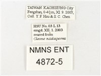 鑲邊尖粉蝶藏品圖，第3張