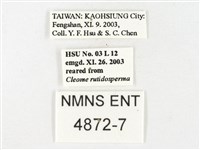 鑲邊尖粉蝶藏品圖，第3張