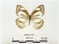 鑲邊尖粉蝶藏品圖，第1張