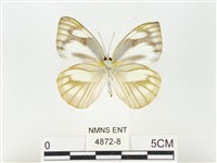 鑲邊尖粉蝶藏品圖，第2張