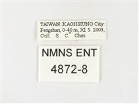 鑲邊尖粉蝶藏品圖，第3張