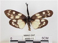 蓬萊茶斑蛾藏品圖，第2張