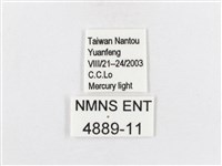 蓬萊茶斑蛾藏品圖，第3張