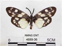 蓬萊茶斑蛾藏品圖，第2張