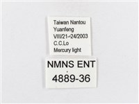 蓬萊茶斑蛾藏品圖，第3張