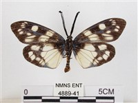 蓬萊茶斑蛾藏品圖，第2張