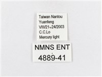 蓬萊茶斑蛾藏品圖，第3張