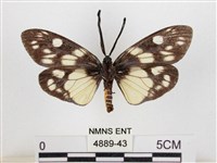 蓬萊茶斑蛾藏品圖，第2張