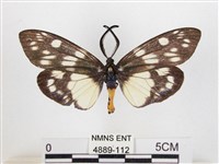 蓬萊茶斑蛾藏品圖，第1張