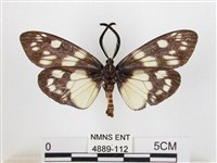 蓬萊茶斑蛾藏品圖，第2張