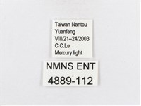 蓬萊茶斑蛾藏品圖，第3張