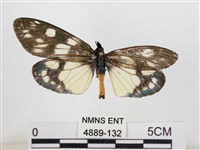 蓬萊茶斑蛾藏品圖，第1張