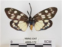 蓬萊茶斑蛾藏品圖，第1張