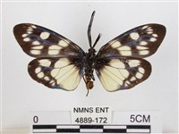 蓬萊茶斑蛾藏品圖，第2張