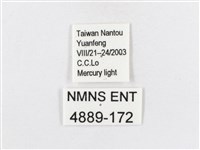 蓬萊茶斑蛾藏品圖，第3張