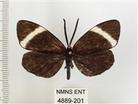 茶帶螢斑蛾藏品圖，第1張