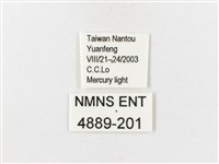 茶帶螢斑蛾藏品圖，第3張