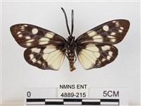 蓬萊茶斑蛾藏品圖，第2張