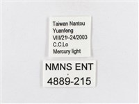 蓬萊茶斑蛾藏品圖，第3張