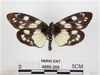 蓬萊茶斑蛾藏品圖，第2張