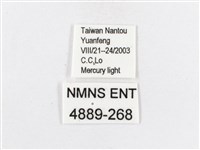 蓬萊茶斑蛾藏品圖，第3張