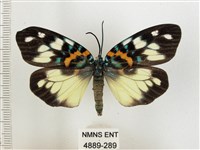 山龍眼螢斑蛾、雙星螢班蛾藏品圖，第1張