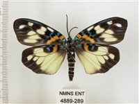 山龍眼螢斑蛾、雙星螢班蛾藏品圖，第2張